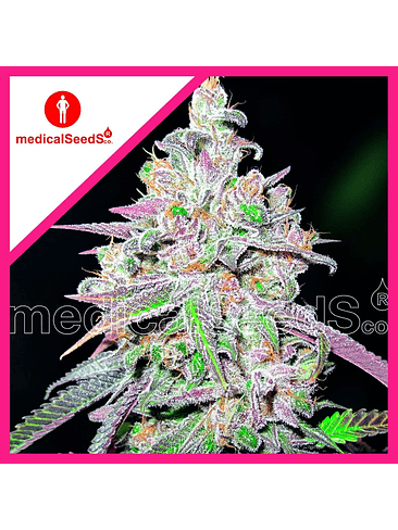 MENDOCINO CHANEL KUSH FEM X3+2-MEDICAL SEEDS 1