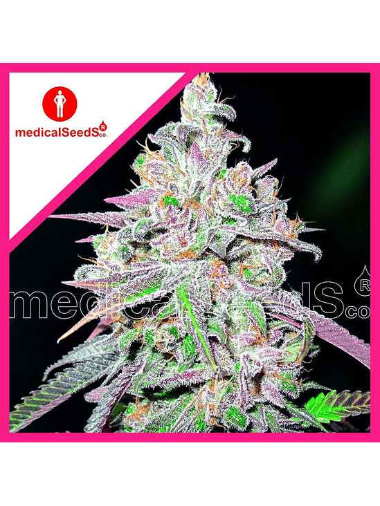 MENDOCINO CHANEL KUSH FEM X3+2-MEDICAL SEEDS 1