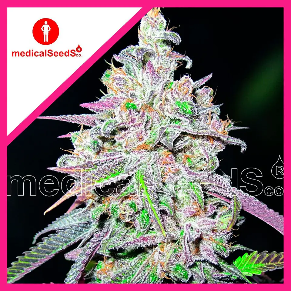 Mendocino Chanel Kush Fem X3+2-Medical Seeds 1