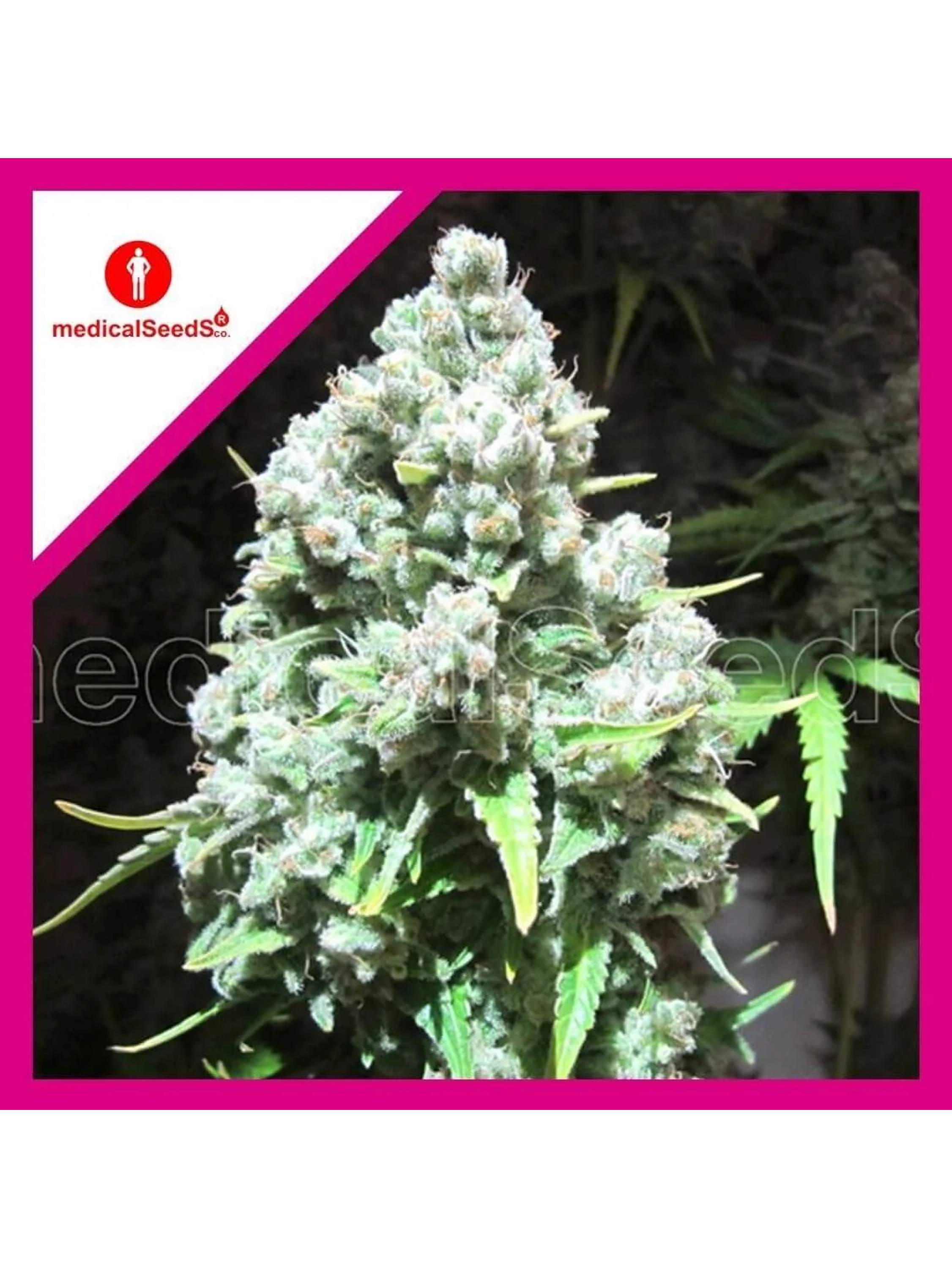 Malakoff Fem X3+2-Medical Seeds 1