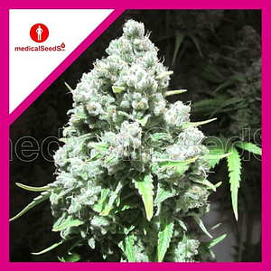Malakoff Fem X3+2-Medical Seeds