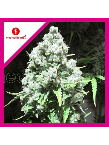 MALAKOFF FEM X3+2-MEDICAL SEEDS 1