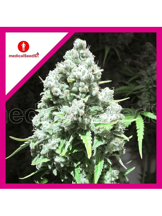 MALAKOFF FEM X3+2-MEDICAL SEEDS 1