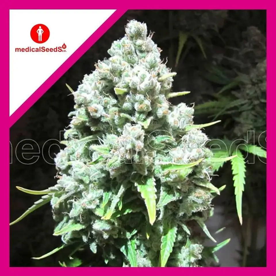 Malakoff Fem X3+2-Medical Seeds 1