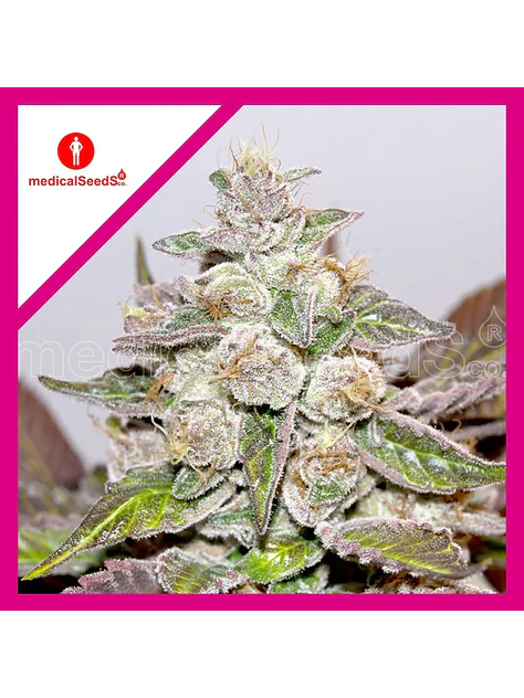 Mendocino Purple Kush Fem X3+2-Medical Seeds 1