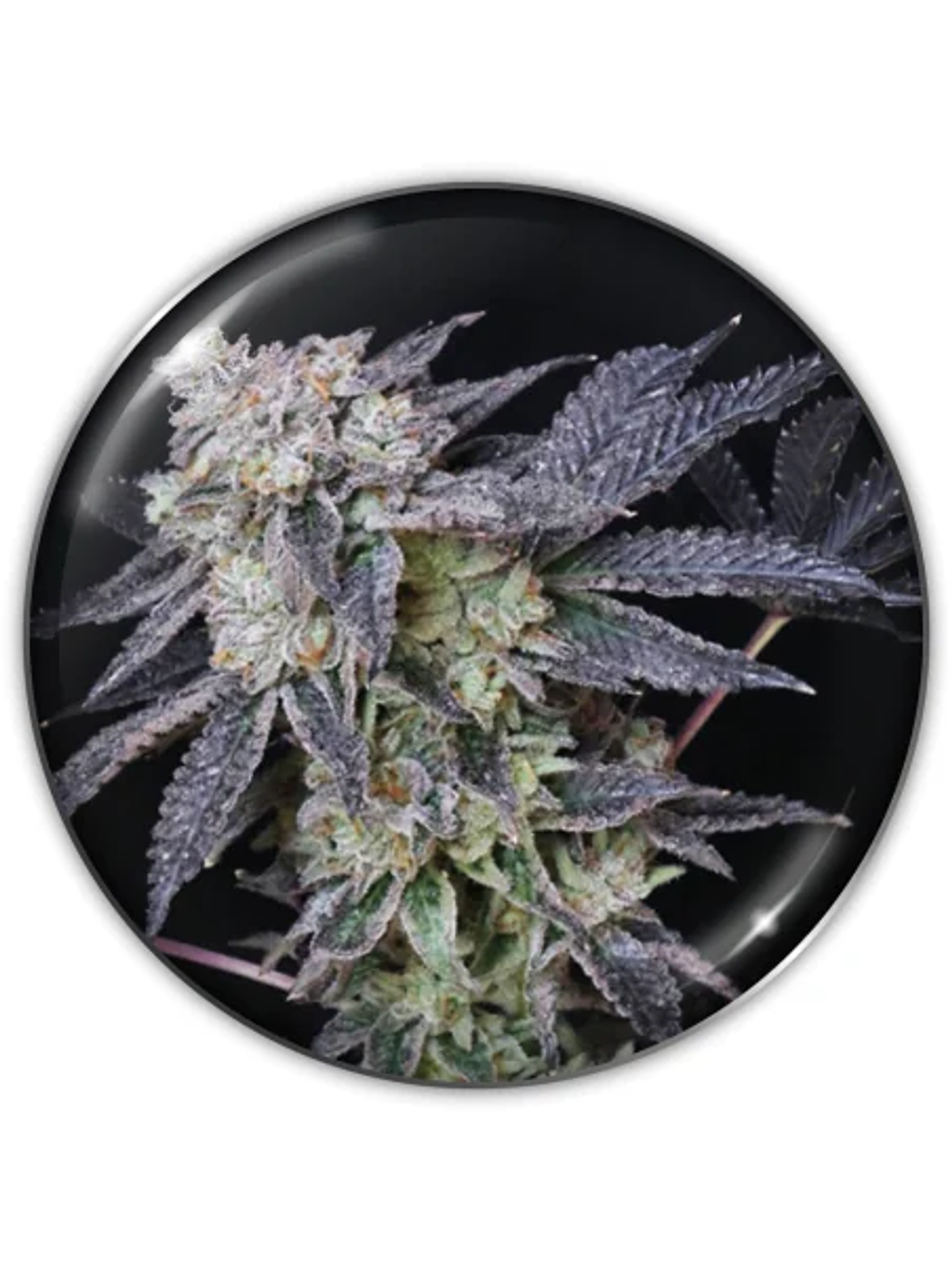 Mintzkittlez Fem X3-Medical Seeds 1