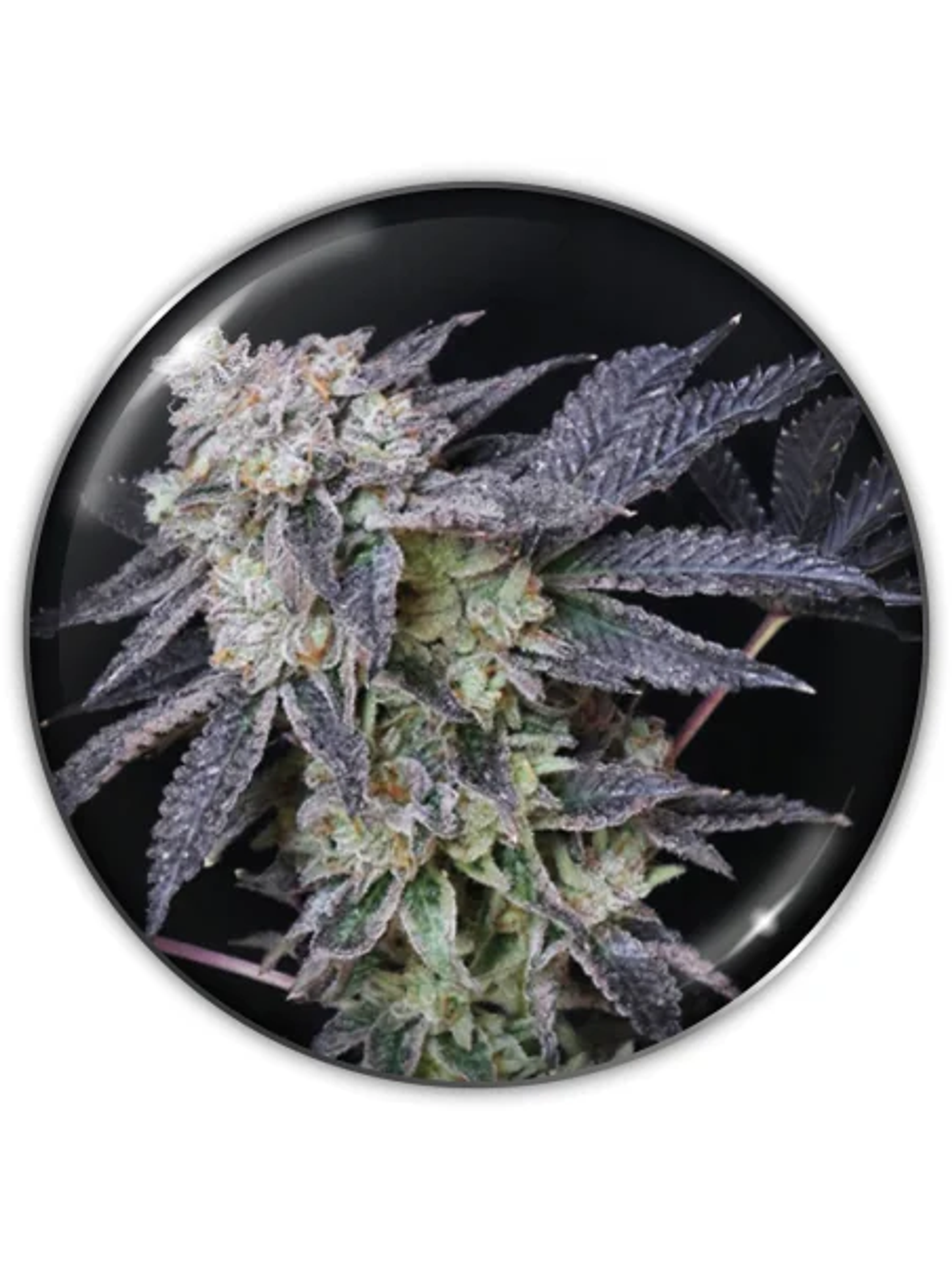 Mintzkittlez Fem X3-Medical Seeds 1