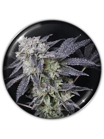 MINTZKITTLEZ FEM X3-MEDICAL SEEDS 1