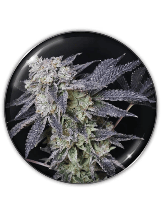 MINTZKITTLEZ FEM X3-MEDICAL SEEDS 1