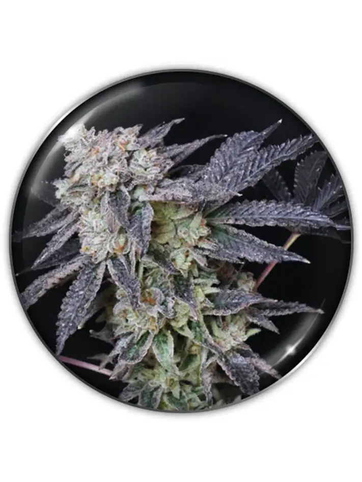 Mintzkittlez Fem X3-Medical Seeds 1