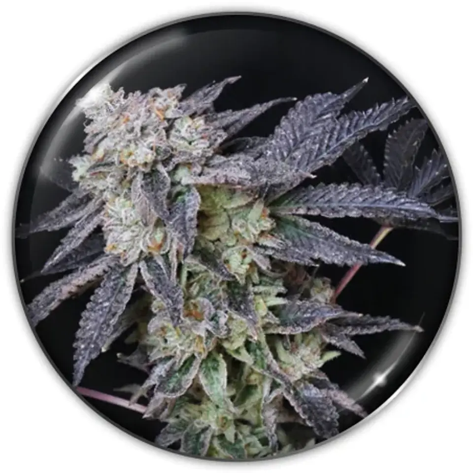 Mintzkittlez Fem X3-Medical Seeds 1