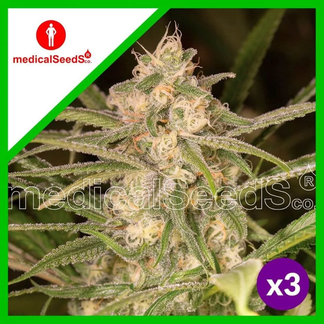 No Name Auto X3+2-Medical Seeds 1