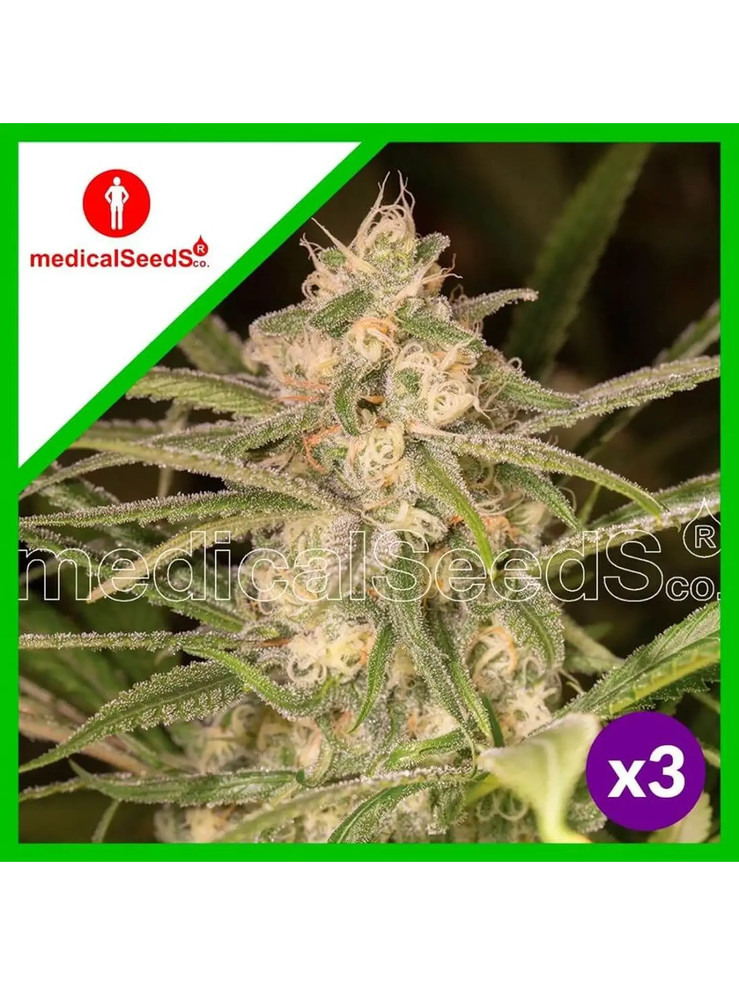 No Name Auto X3+2-Medical Seeds 1