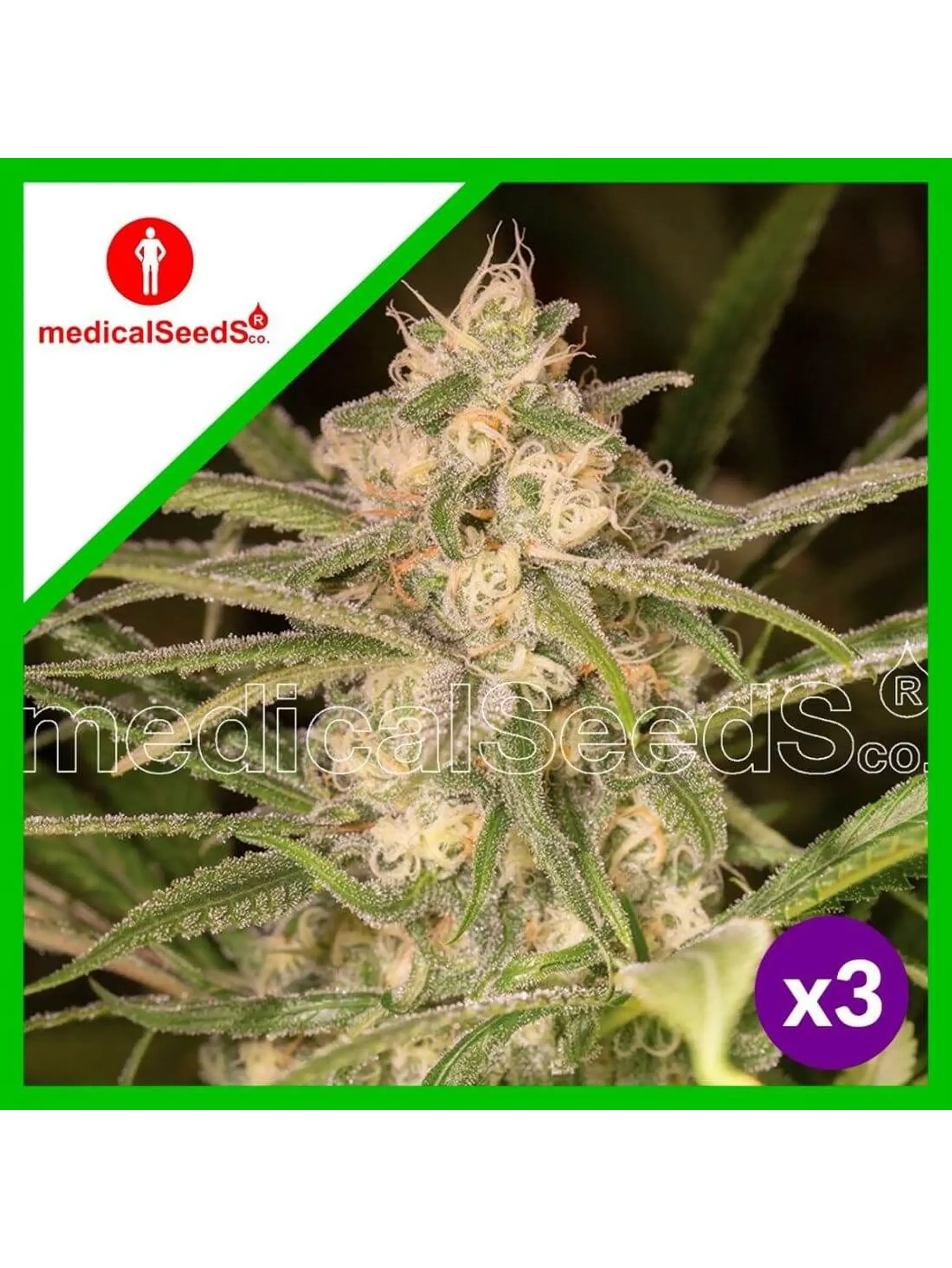 No Name Auto X3+2-Medical Seeds 1