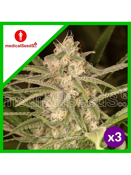 NO NAME AUTO X3+2-MEDICAL SEEDS 1