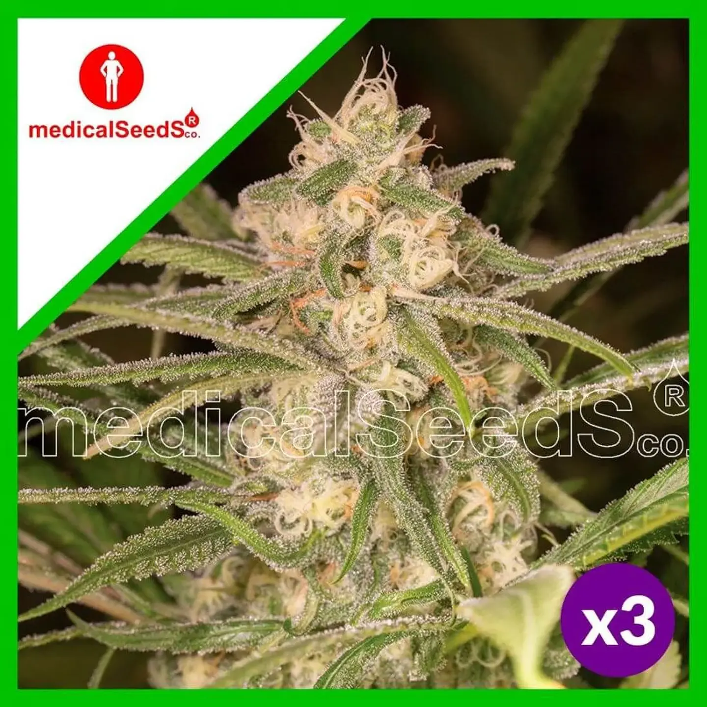 No Name Auto X3+2-Medical Seeds 1