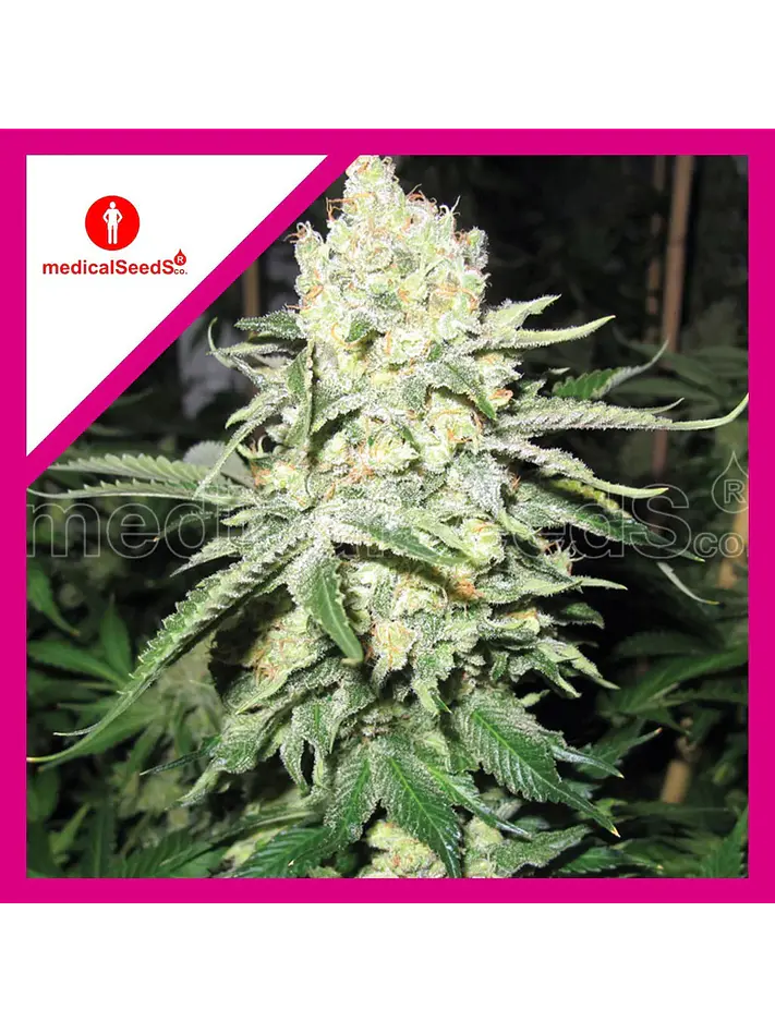 No Name Fem X3+2-Medical Seeds 1