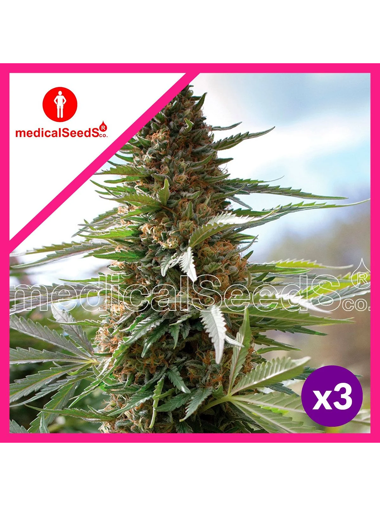 Over Dagw Fem X3+2-Medical Seeds 1