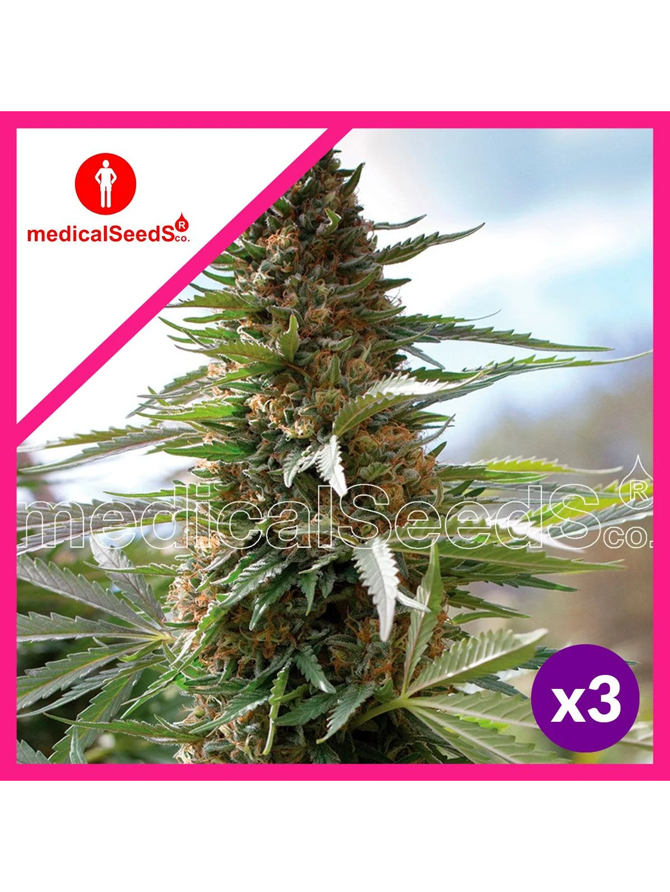 Over Dagw Fem X3+2-Medical Seeds 1