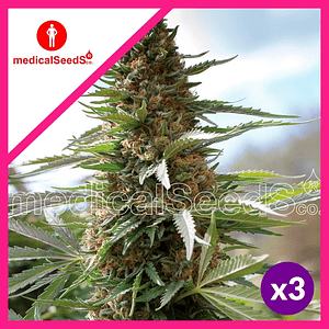 Over Dagw Fem X3+2-Medical Seeds