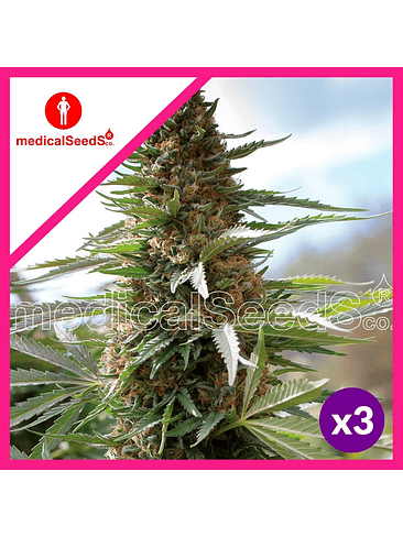 OVER DAGW FEM X3+2-MEDICAL SEEDS 1