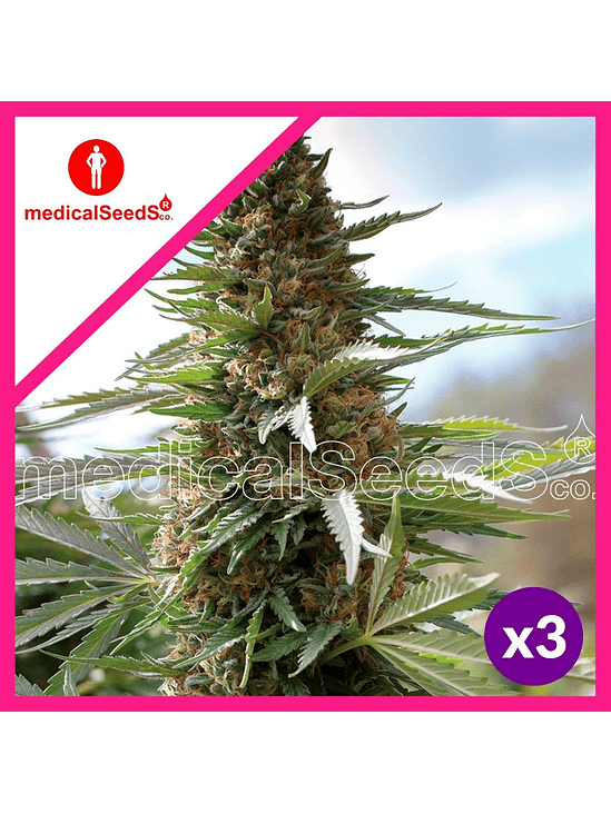 OVER DAGW FEM X3+2-MEDICAL SEEDS 1