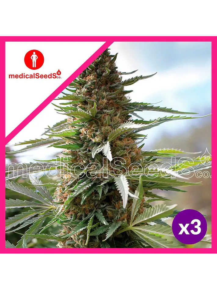 Over Dagw Fem X3+2-Medical Seeds 1