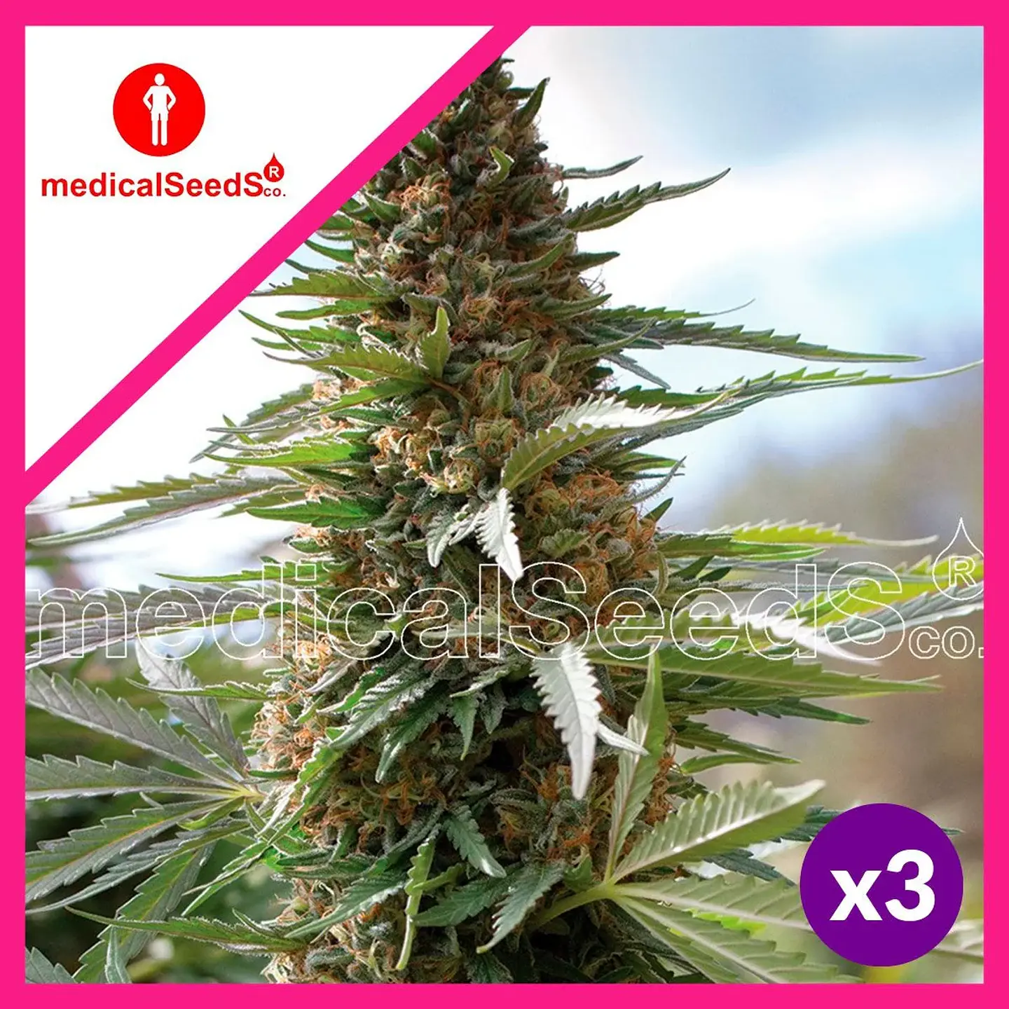 Over Dagw Fem X3+2-Medical Seeds 1