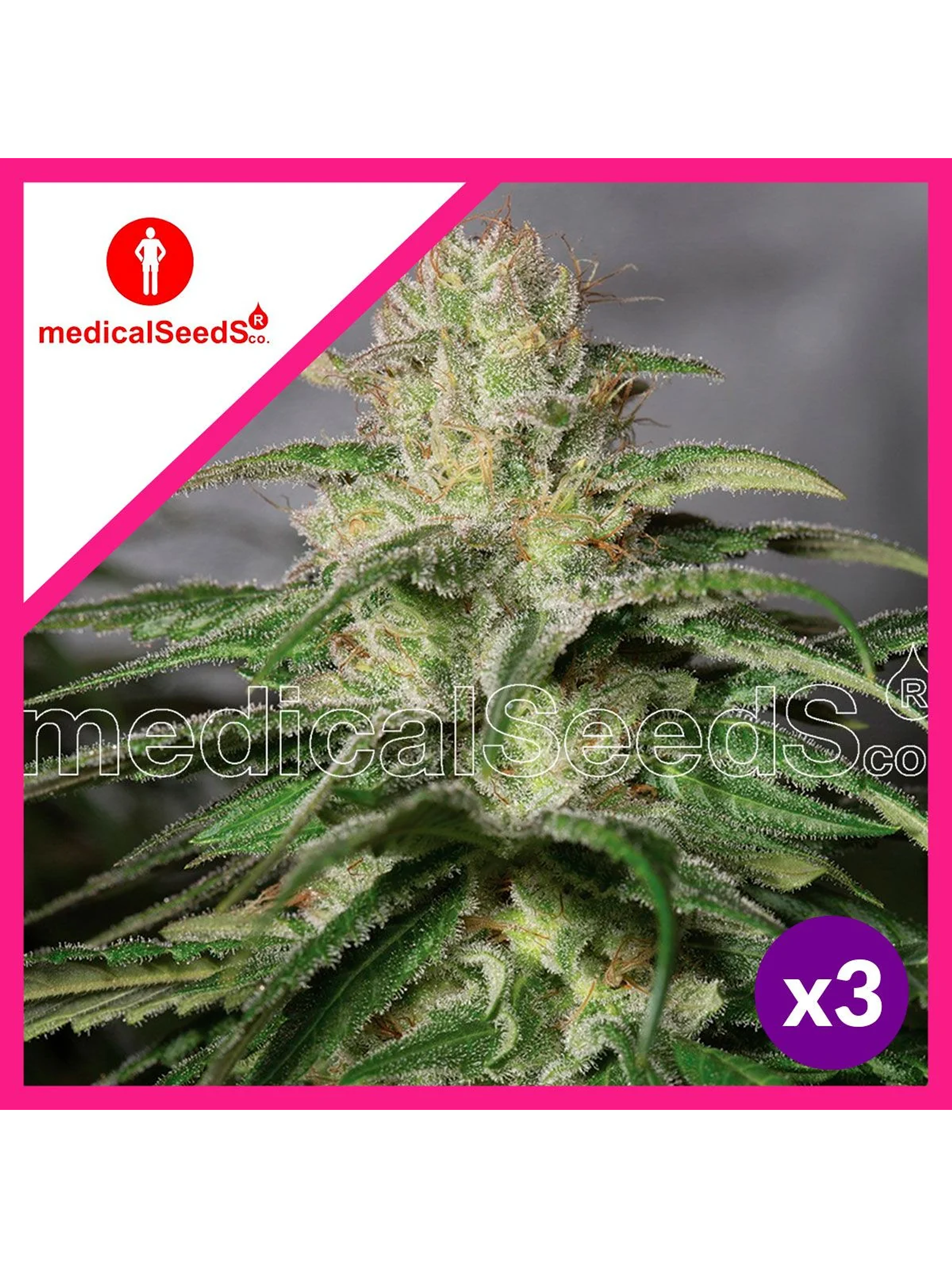 Og Kush Cbd Fem X3+2-Medical Seeds 1