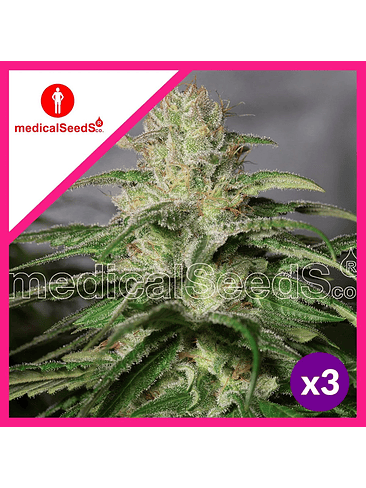 OG KUSH CBD FEM X3+2-MEDICAL SEEDS 1