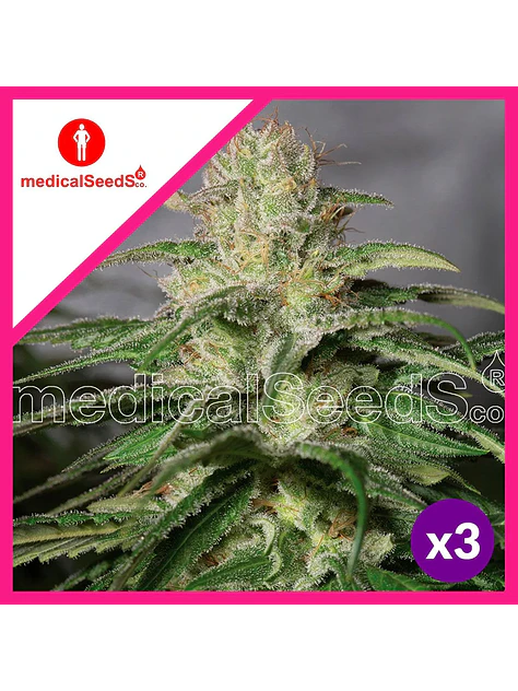 Og Kush Cbd Fem X3+2-Medical Seeds 1