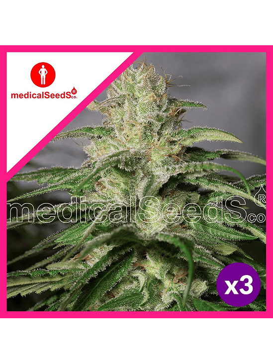 OG KUSH CBD FEM X3+2-MEDICAL SEEDS 1