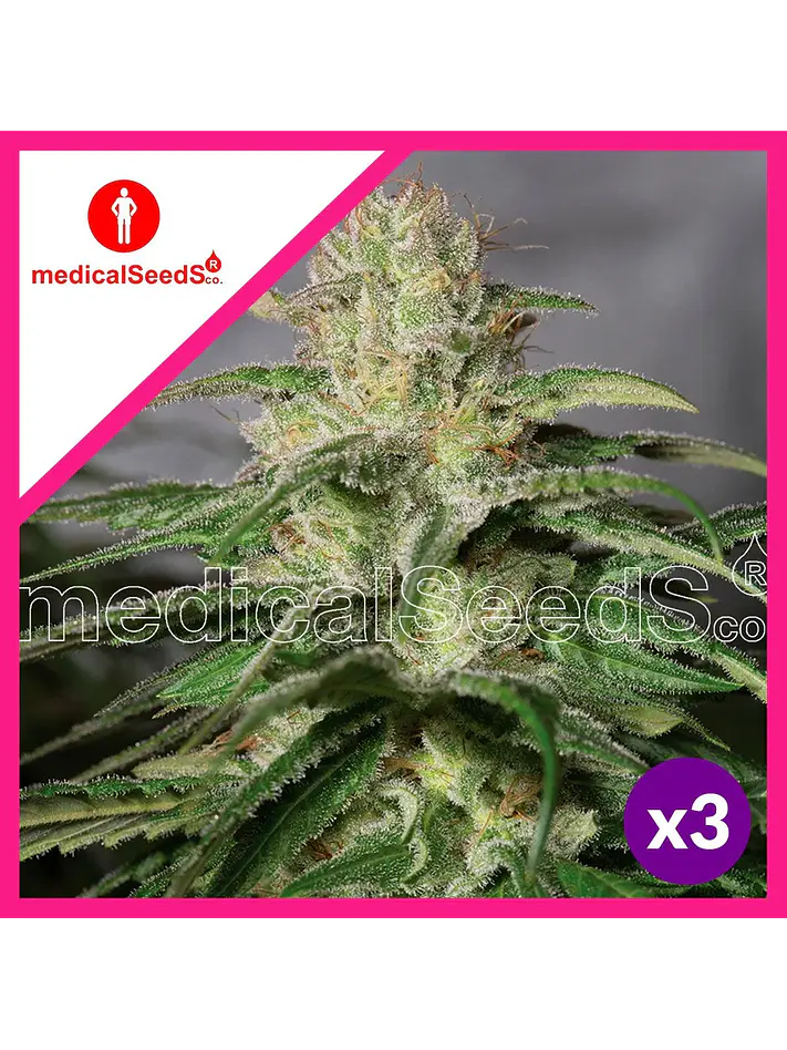 Og Kush Cbd Fem X3+2-Medical Seeds 1