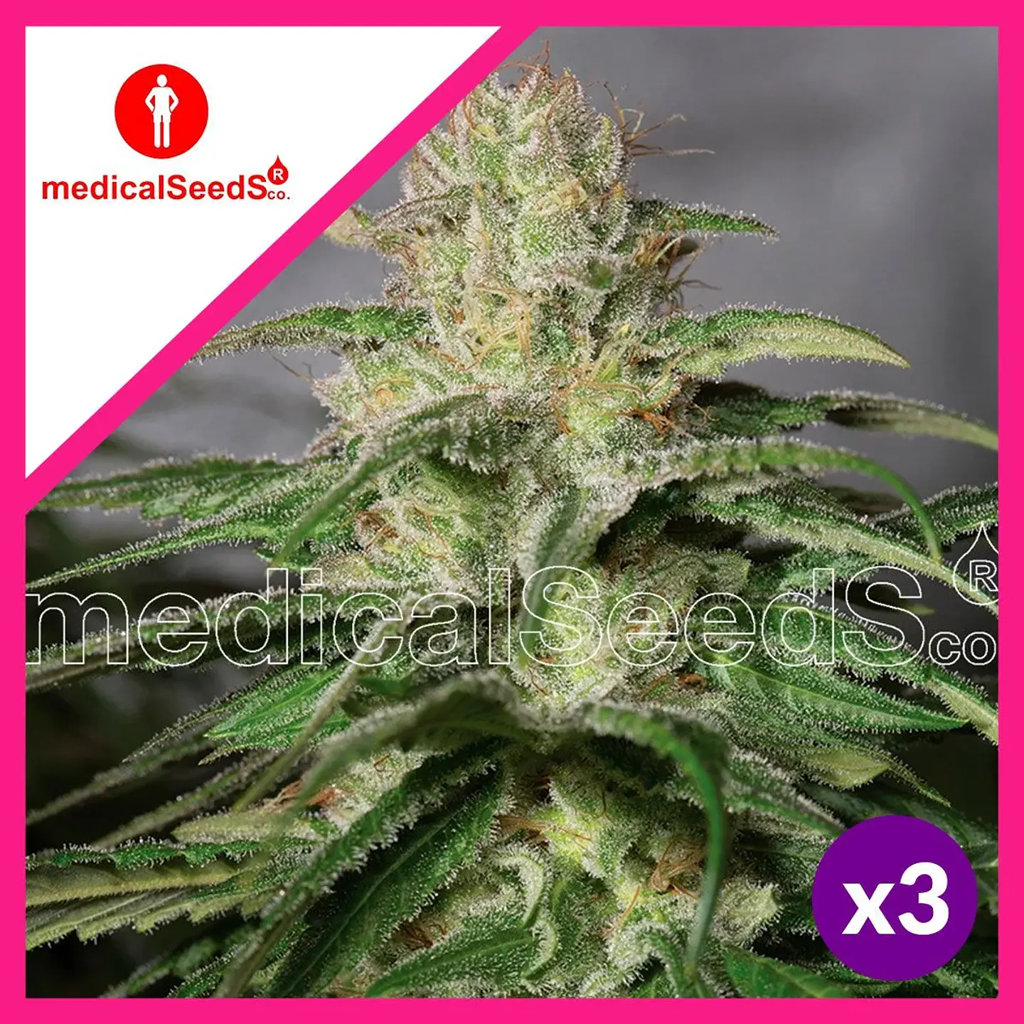 Og Kush Cbd Fem X3+2-Medical Seeds 1