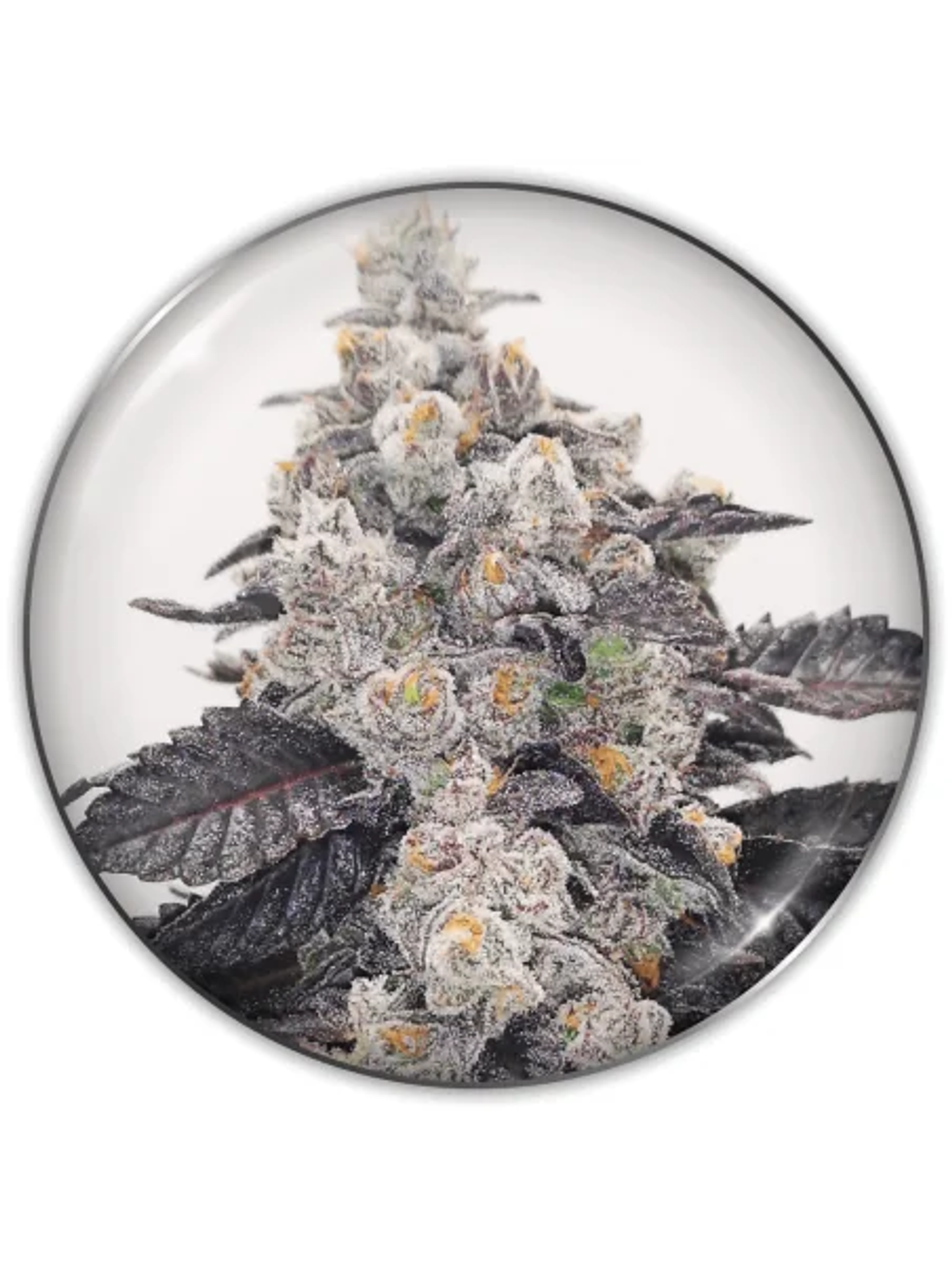 Pink Sherbert Fem X3-Medical Seeds 1