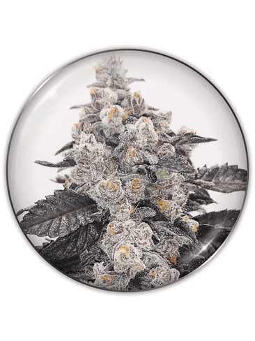 PINK SHERBERT FEM X3-MEDICAL SEEDS 1