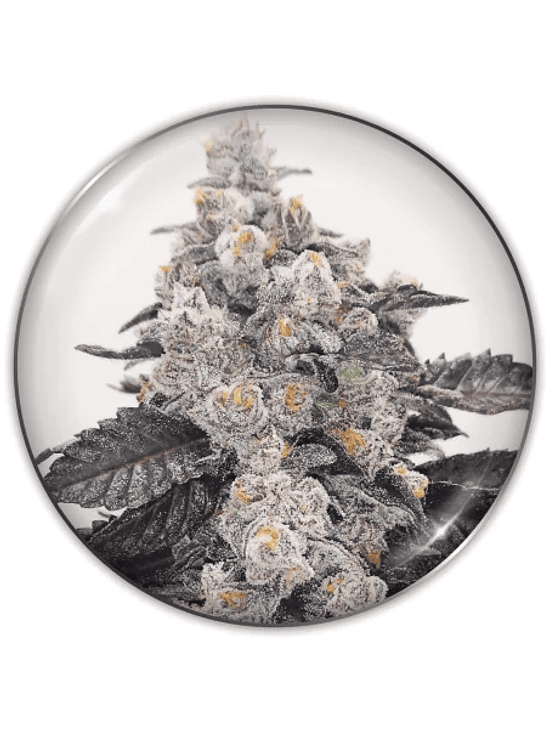 PINK SHERBERT FEM X3-MEDICAL SEEDS 1