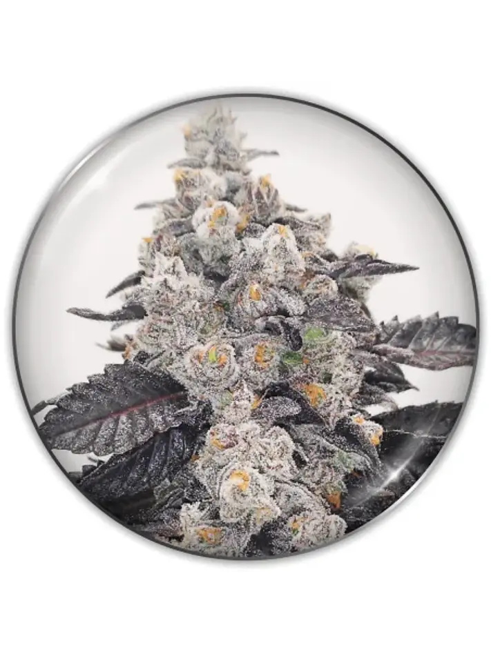 Pink Sherbert Fem X3-Medical Seeds 1