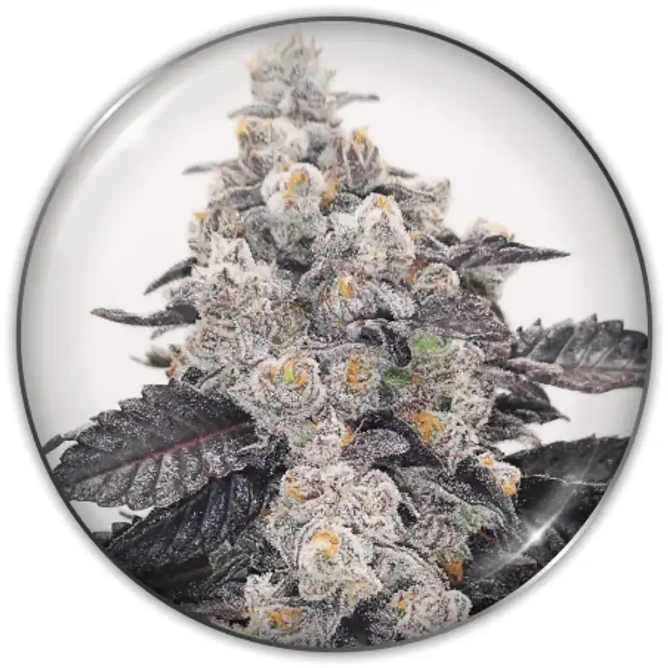 Pink Sherbert Fem X3-Medical Seeds 1