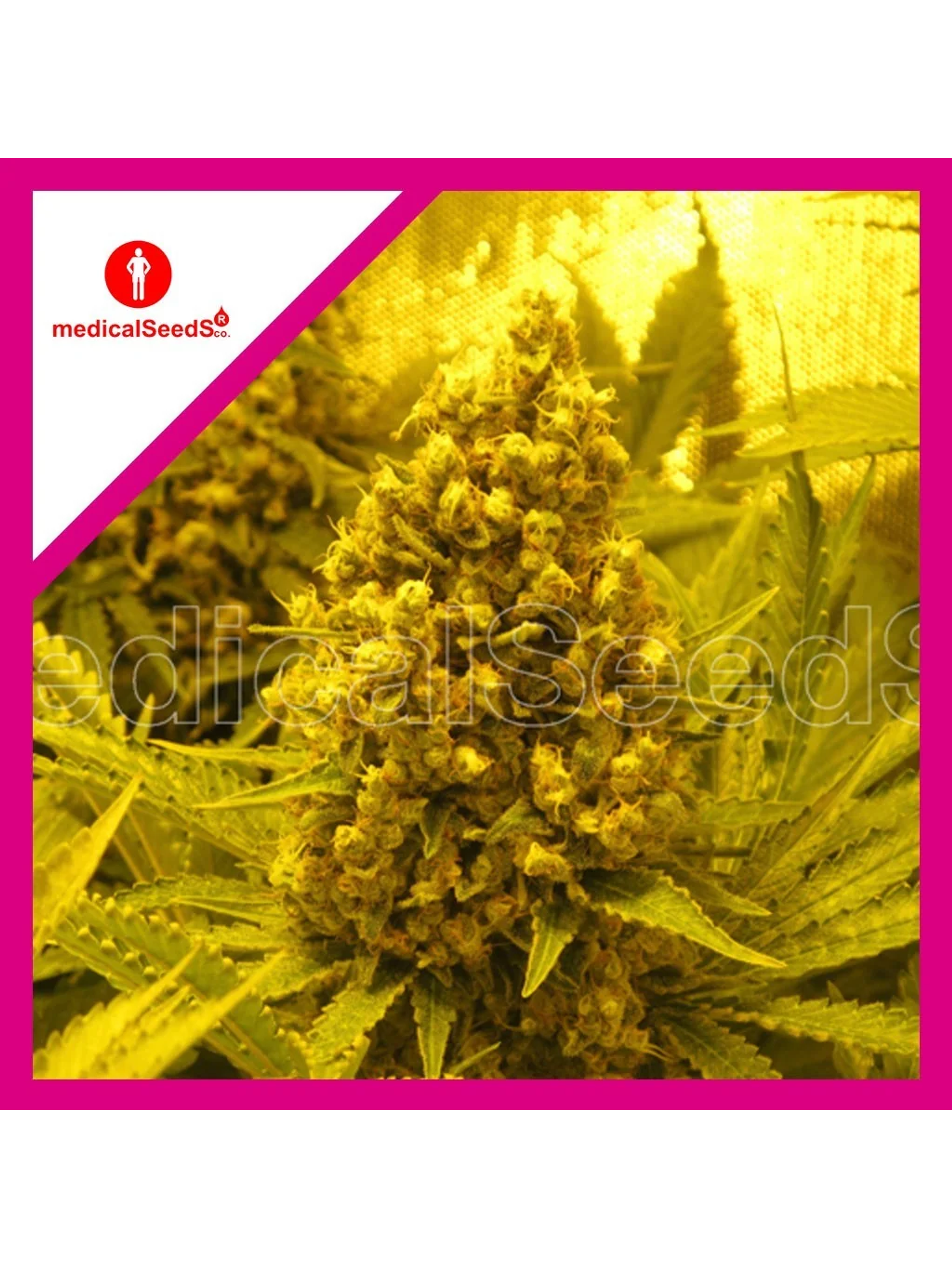 Prozack Fem X3+2-Medical Seeds 1