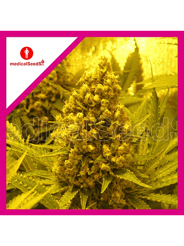 PROZACK FEM X3+2-MEDICAL SEEDS 1