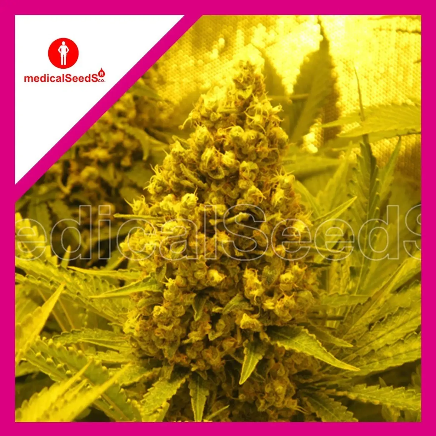 Prozack Fem X3+2-Medical Seeds 1