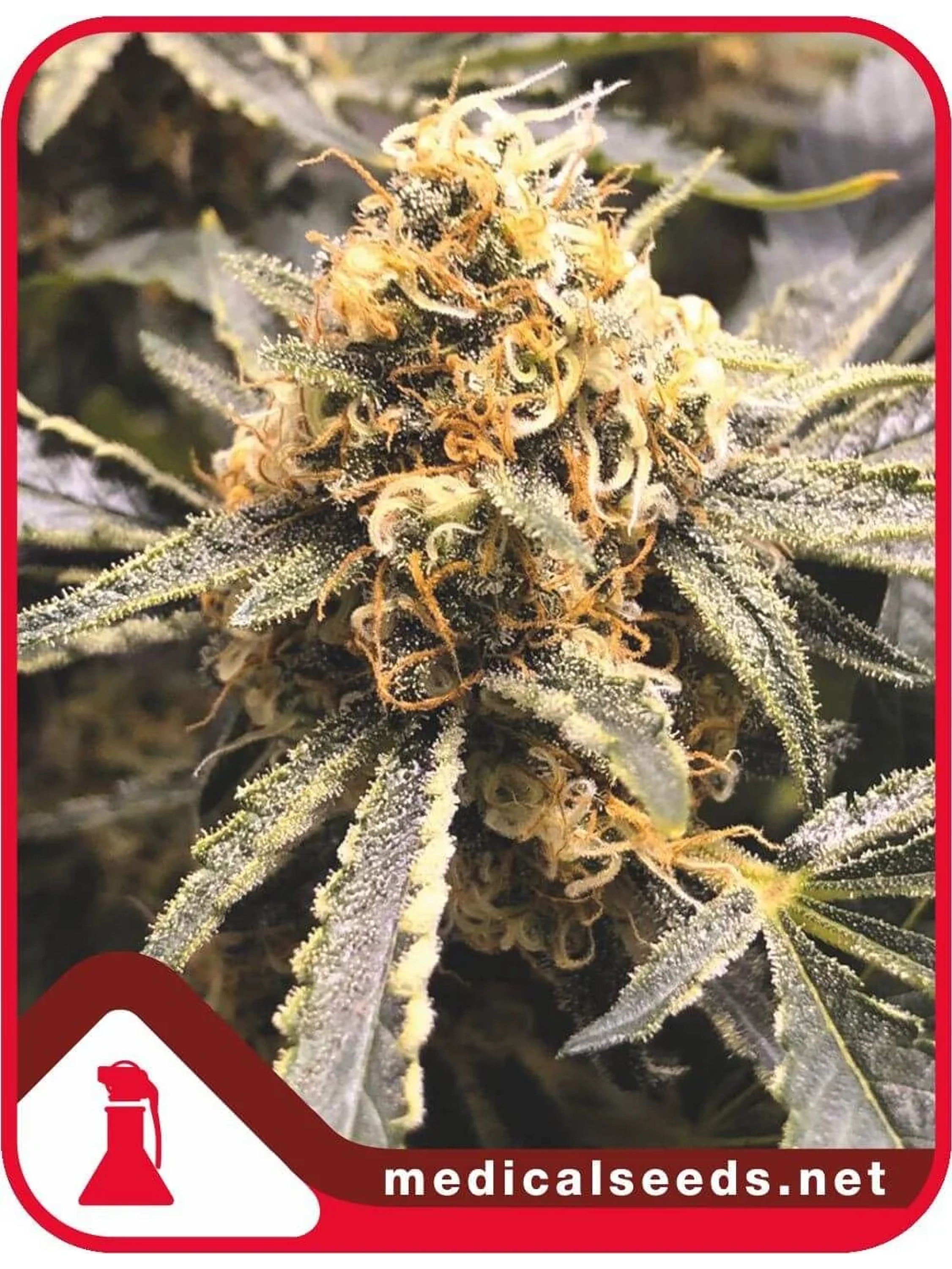 Recovery Cbd Fem X3+2-Medical Seeds 1