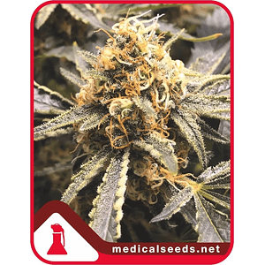 Recovery Cbd Fem X3+2-Medical Seeds
