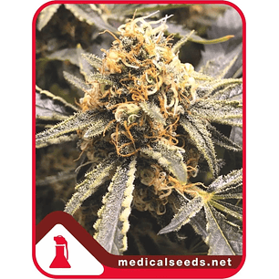RECOVERY CBD FEM X3+2-MEDICAL SEEDS