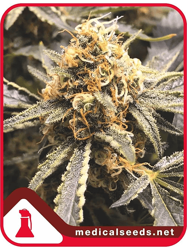 RECOVERY CBD FEM X3+2-MEDICAL SEEDS 1