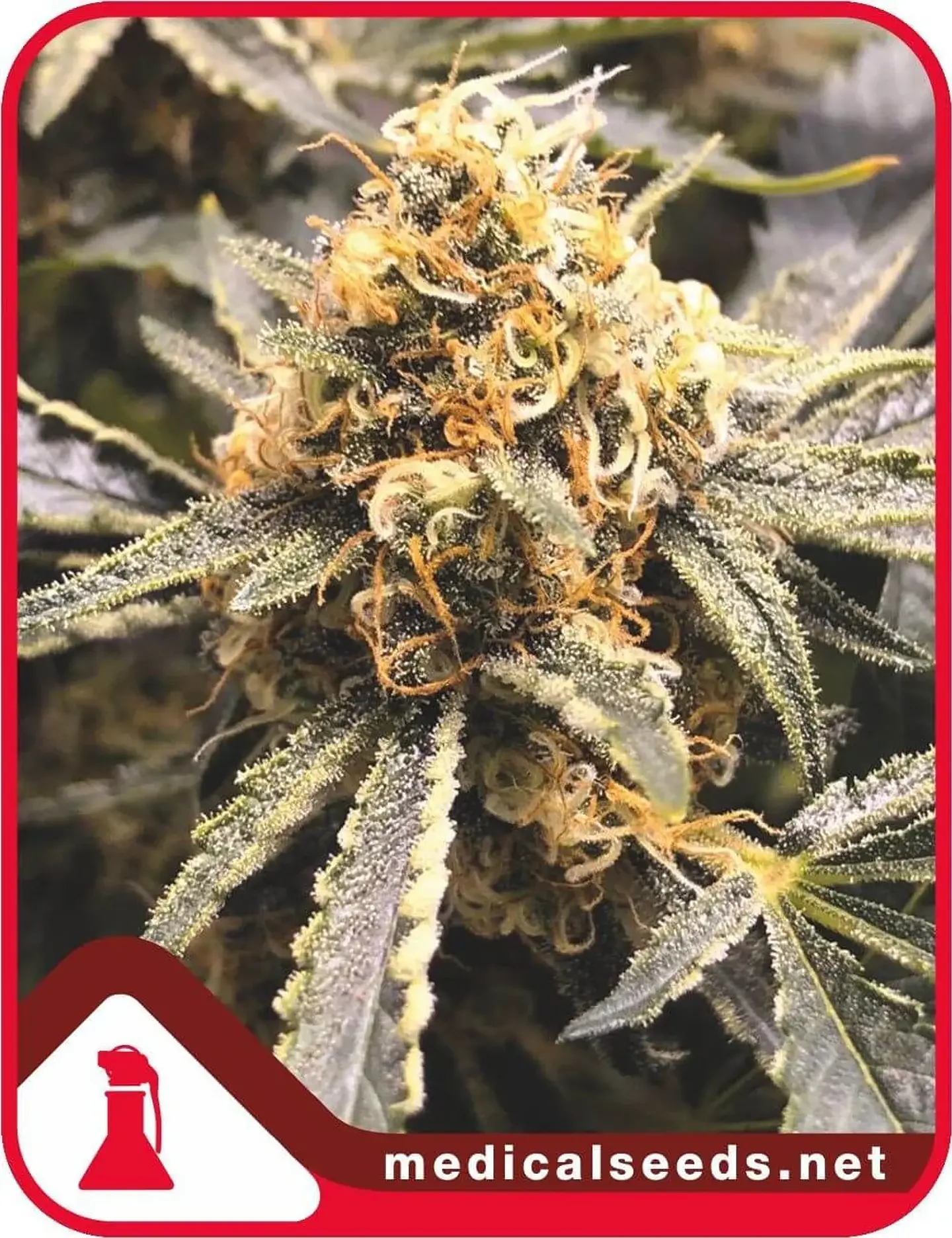 Recovery Cbd Fem X3+2-Medical Seeds 1