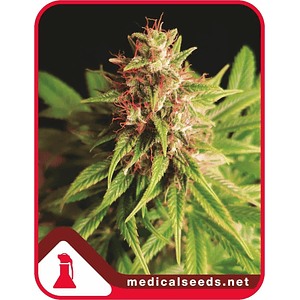 Red Cross Cbd Fem X3+2-Medical Seeds