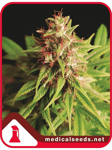 RED CROSS CBD FEM X3+2-MEDICAL SEEDS 1