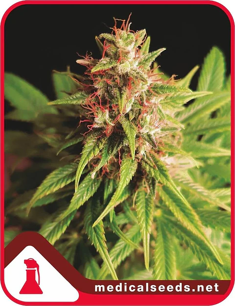 Red Cross Cbd Fem X3+2-Medical Seeds